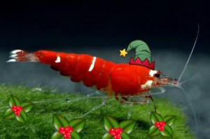 SCR Santashrimp