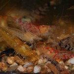 Caridina Mix