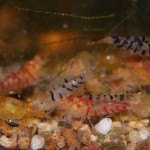 Caridina Mix