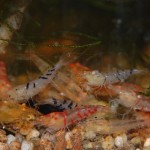 Caridina Mix