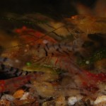 Caridina Mix