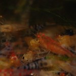 Caridina Mix