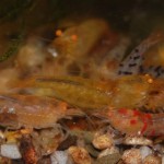 Caridina Mix