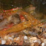 Caridina Mix