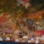 Caridina Mix