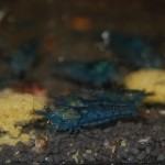 Caridina serrata Aura Blue