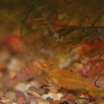 Caridina Mix