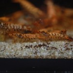 Caridina Mix