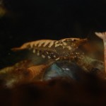 Caridina Mix