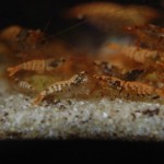 Caridina Mix