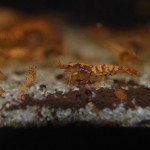 Caridina Mix