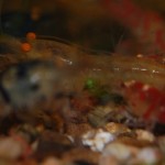 Caridina Mix