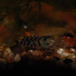 Caridina Mix