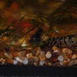 Caridina Mix