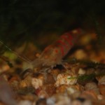 Caridina Mix