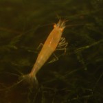 Caridina Mix