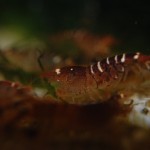 Caridina logemanni Wildform