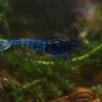 Caridina Mix