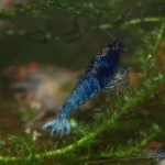 Caridina Mix