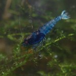 Caridina Mix