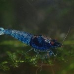 Caridina Mix