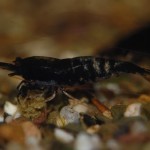 Caridina Mix