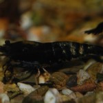 Caridina Mix