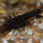 Caridina Mix