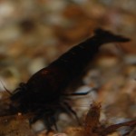 Caridina Mix