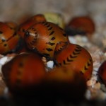 Vittina semiconica - Rennschnecke orange track