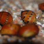 Vittina semiconica - Rennschnecke orange track