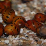 Vittina semiconica - Rennschnecke orange track