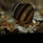 Taia naticoides - Pianoschnecke