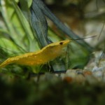 Neocaridina davidi Yellow Fire Neon