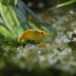 Neocaridina davidi Yellow Fire Neon