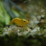 Neocaridina davidi Yellow Fire Neon