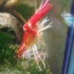 Procambarus clarkii Koi