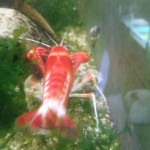 Procambarus clarkii Koi