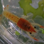 Procambarus clarkii Koi