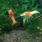 Procambarus clarkii Koi