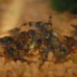 Caridina trifascata